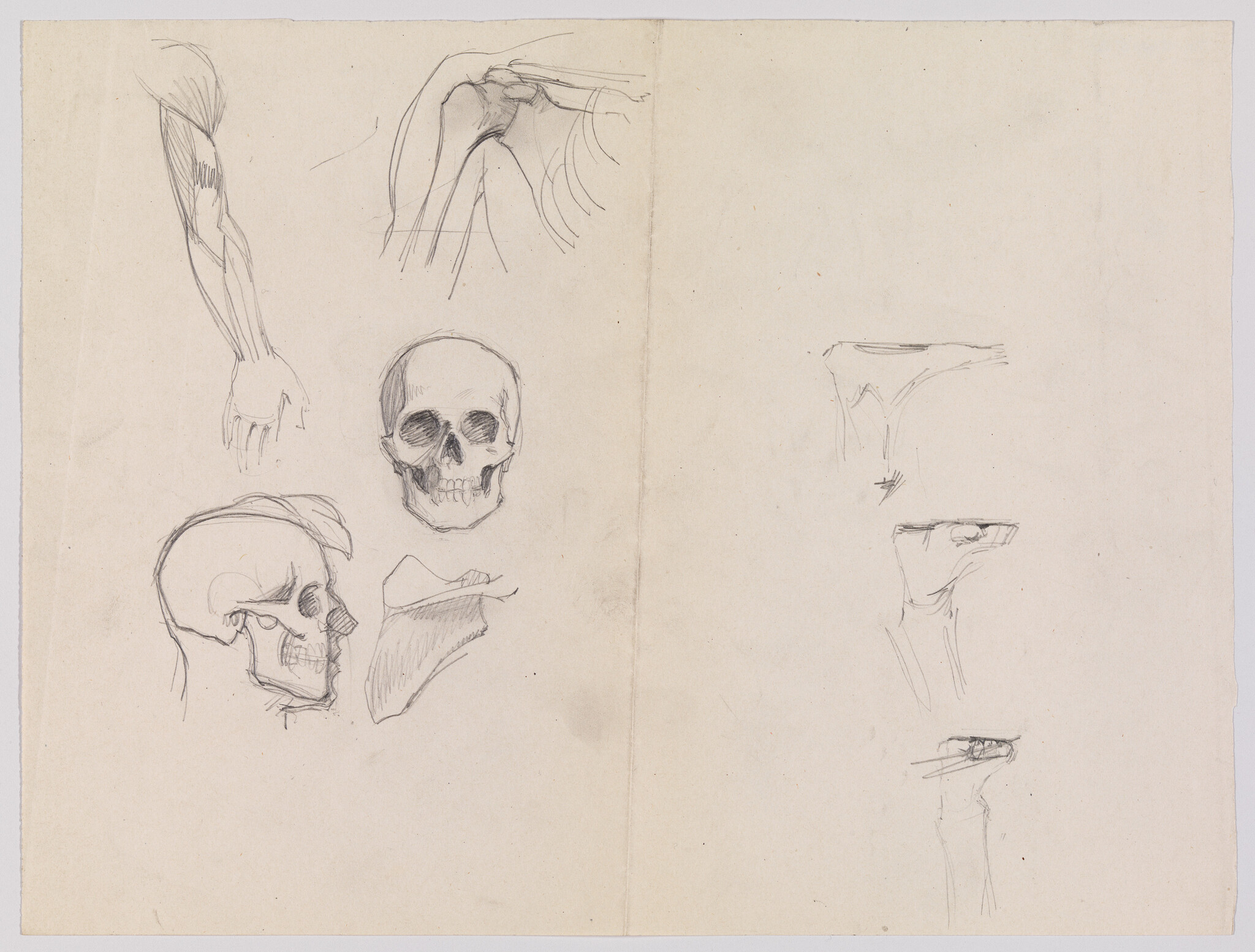 Pencil sketches of human skulls, a forearm, shoulder, and jawbone studies on paper.
