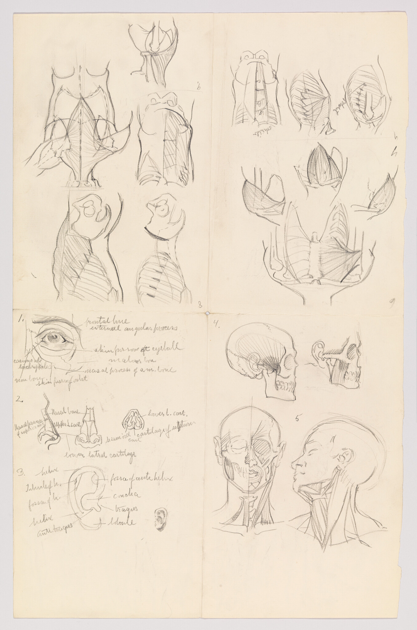 Pencil anatomical sketches of skull, neck muscles, eye, and ear with handwritten labels.