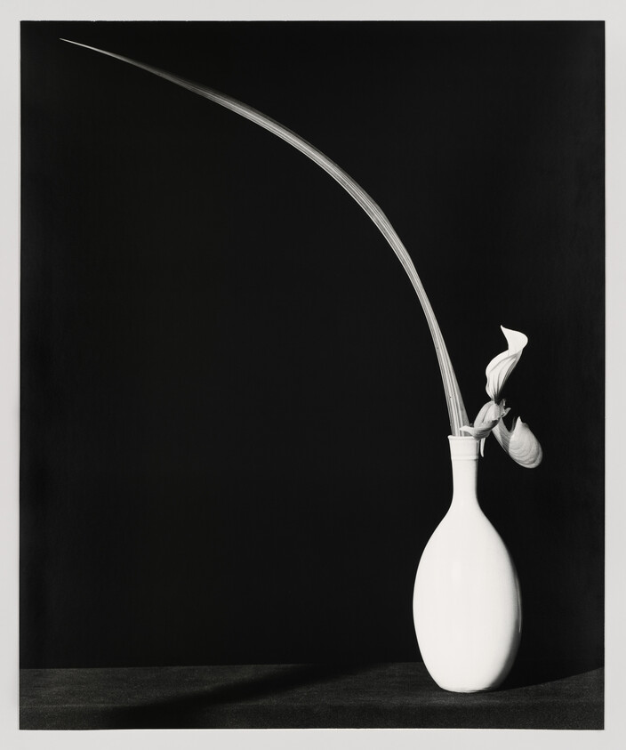 A white vase holds a long curved leaf and two calla lily blooms against a black background.