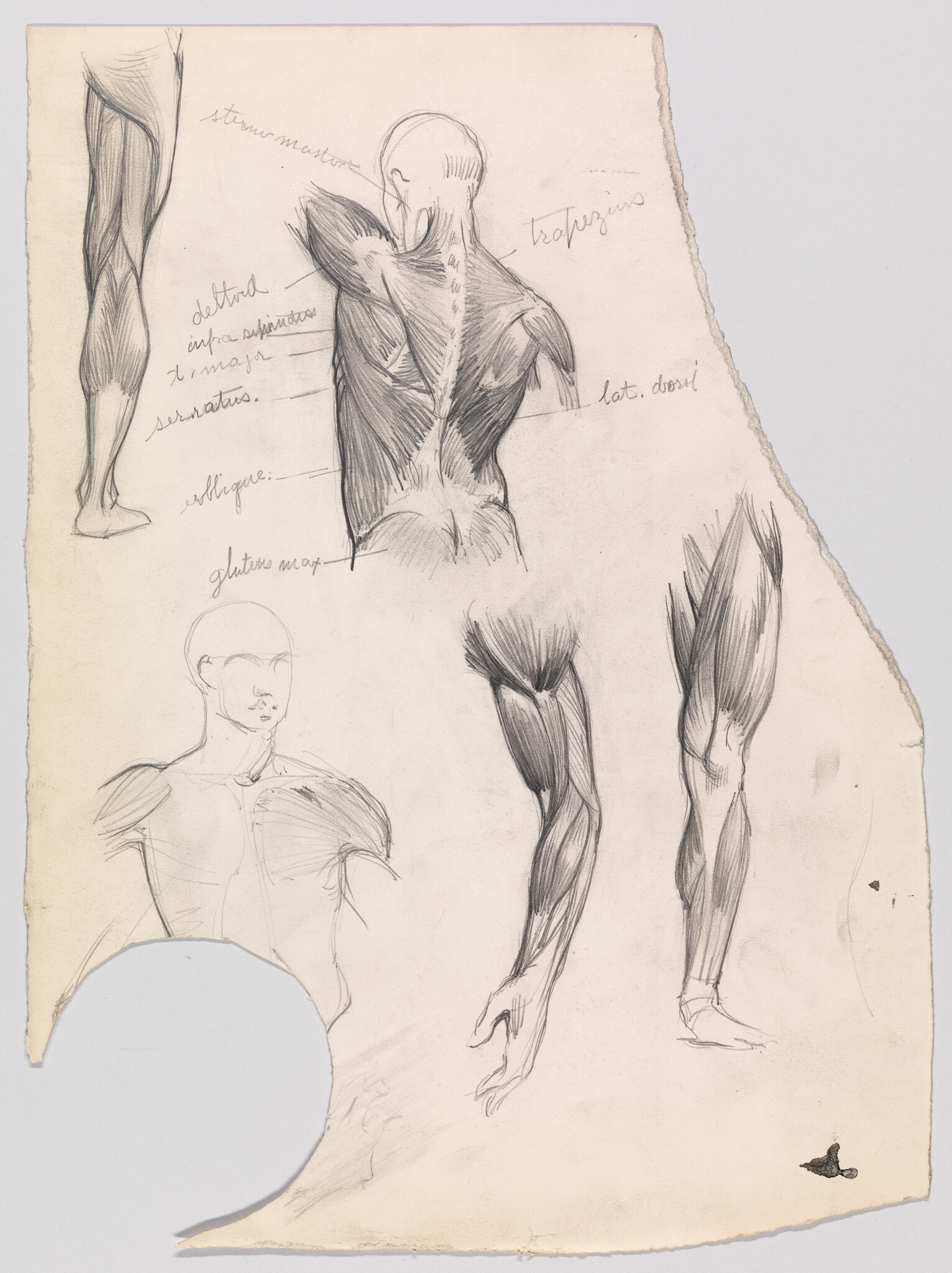 Anatomical pencil sketches of a human back and arms showing muscle structure with handwritten labels.