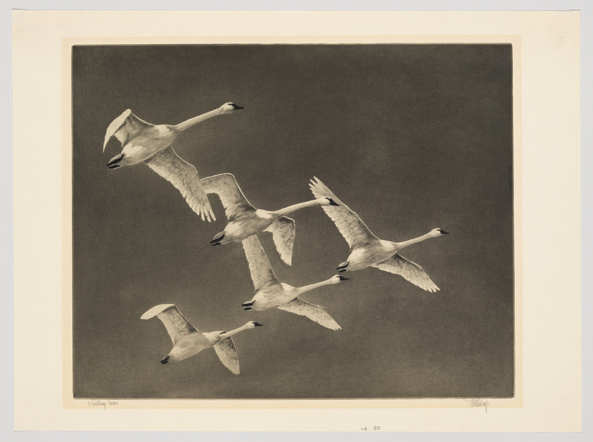 A vintage-style illustration of five swans in flight against a dark background, with the artist's signature and edition number at the bottom.