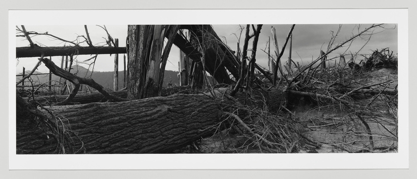 Black and white photograph depicting a desolate landscape with fallen trees and bare branches strewn across the ground, showcasing textures of rough bark and tangled roots, under a cloudy sky.