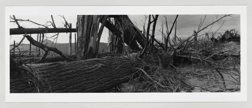 Fallen and uprooted trees lie across a windswept sandy landscape after a severe storm.