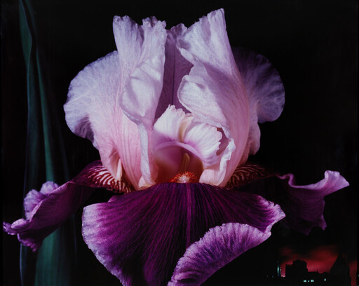 Large pink and purple iris blossom with ruffled petals and velvety texture against a dark background.