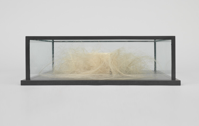 A glass display case containing a loose mass of pale blond hair resting on the base.