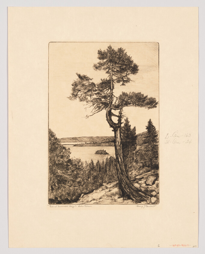 A twisted pine tree stands on a rocky hill overlooking a lake and small island.