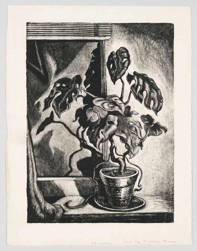 A potted plant with large, holey leaves sits on a windowsill, with light and shadows behind it.