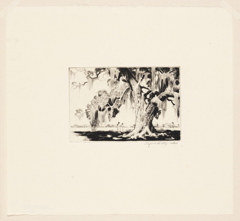 Large old oak tree draped with Spanish moss shading a small person standing beneath it.