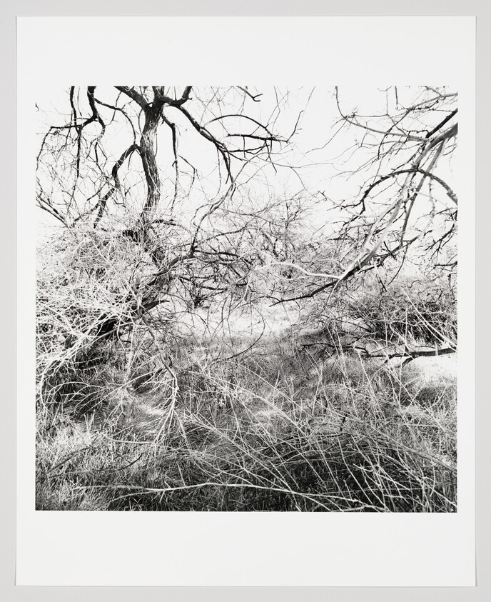 Tangled leafless trees and dry grass create a dense, overgrown thicket in a black-and-white scene.