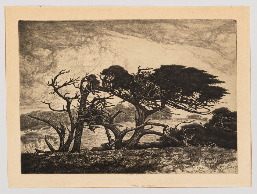 Windswept cypress trees bend over a rocky coastal landscape under a cloudy sky.