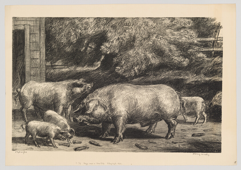 A group of pigs, led by a large boar, root and feed near a barn.