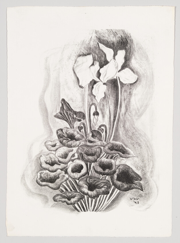 Pencil drawing of a potted cyclamen plant with ruffled leaves and tall white flowers.