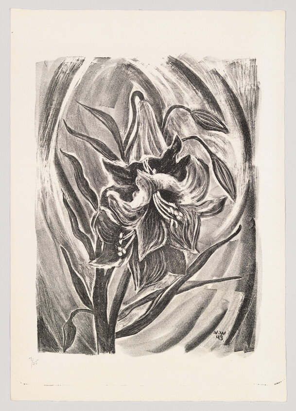 A large blooming lily with swirling background lines and long leaves.