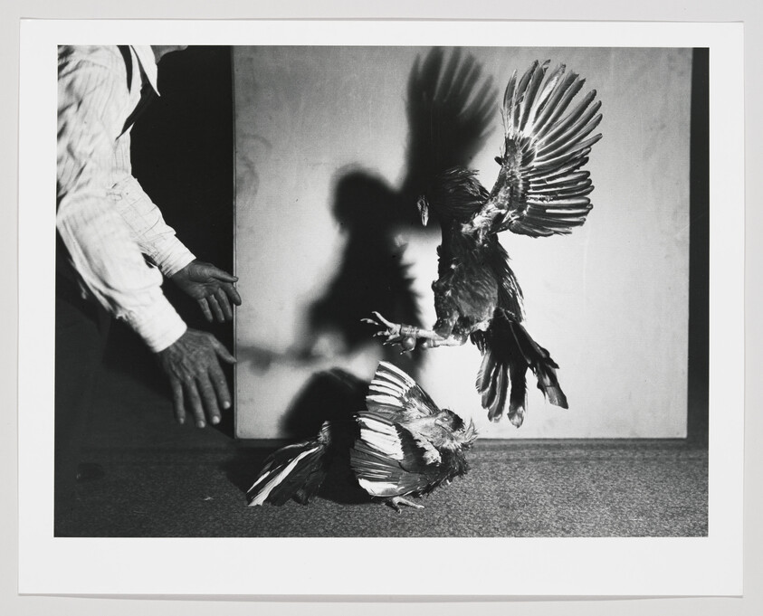 Two roosters fight on the floor while a person reaches toward them.