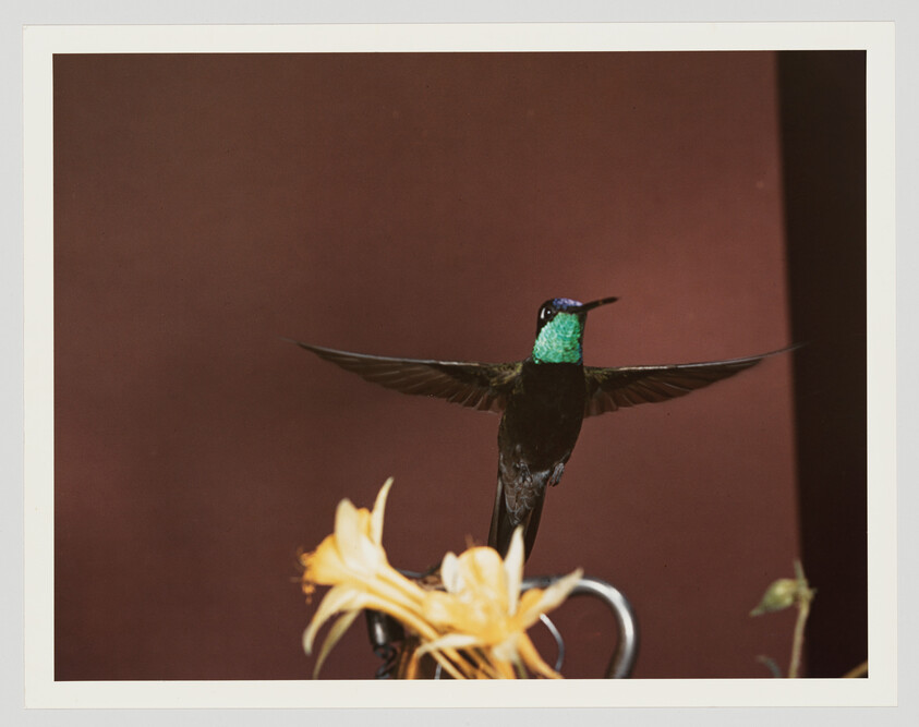 A green-throated hummingbird hovers with wings outstretched above yellow flowers.