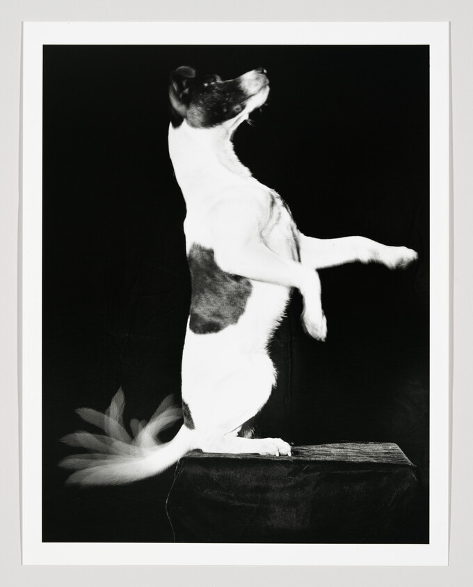 A black-and-white dog stands on its hind legs on a small platform, tail wagging.