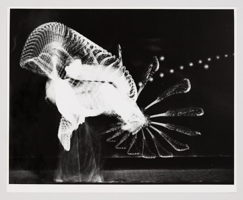 Long-exposure motion study of a dancer with a feathered fan creating repeated wing-like patterns.