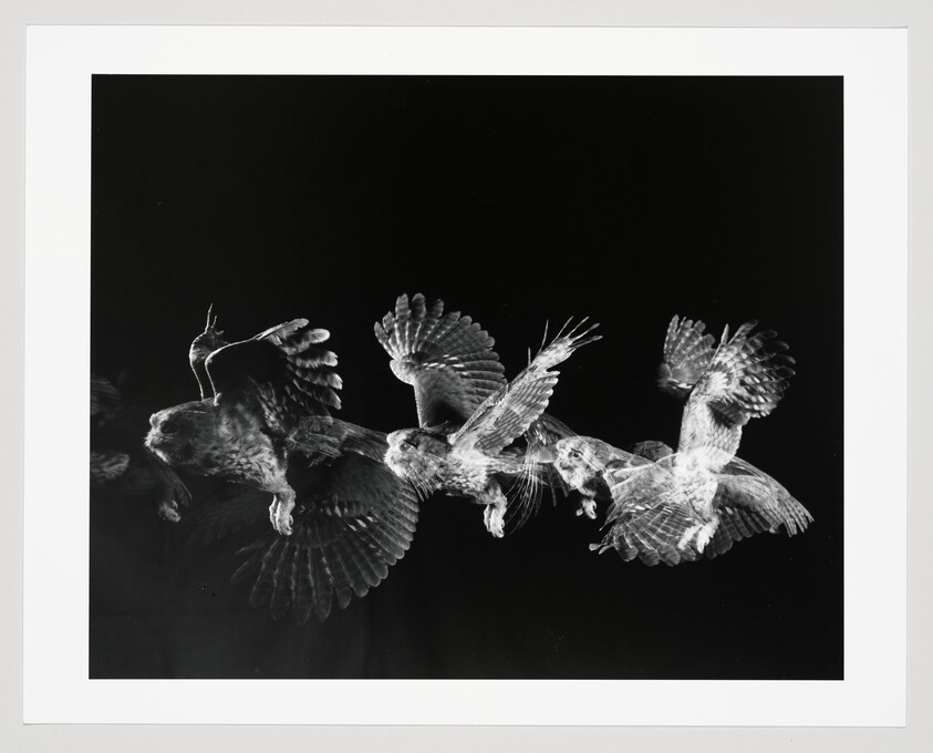 A series of overlapping exposures showing an owl flapping and gliding through the air.