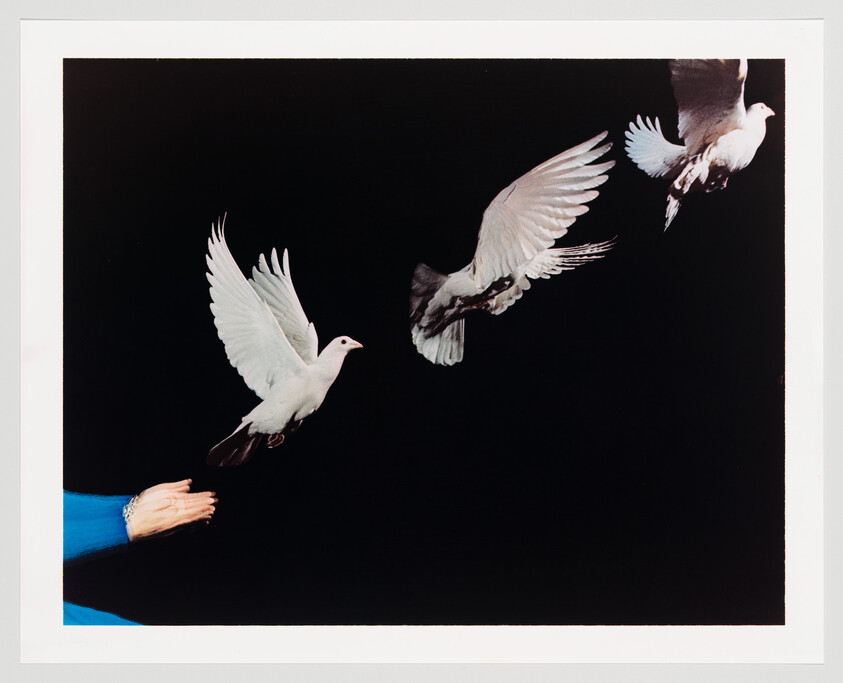 Three white doves in mid-flight against a black background, with the closest dove being released from a person's hand, which is clad in a blue sleeve.