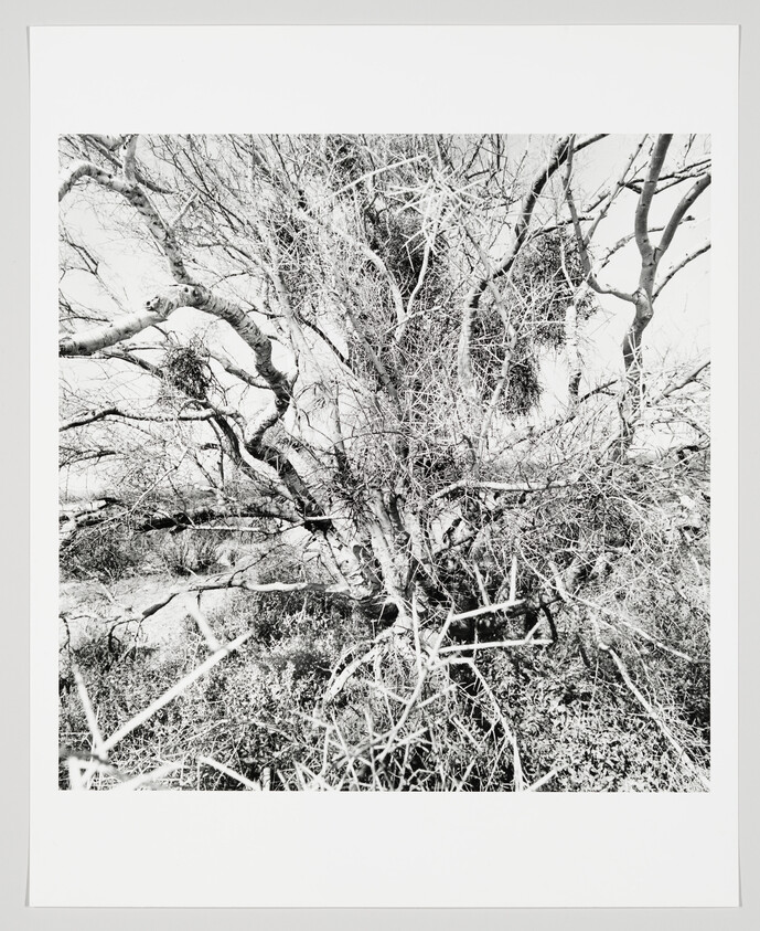 A tangled, leafless tree with many bare branches and dense undergrowth in black-and-white.
