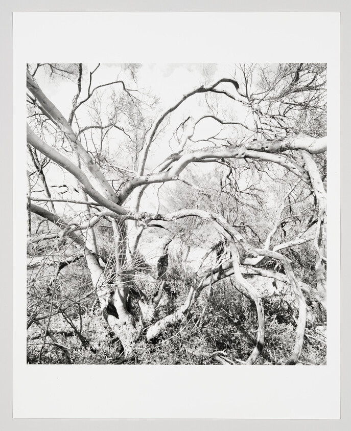 Twisted, leafless tree branches intertwine densely against a bright sky in a black-and-white scene.