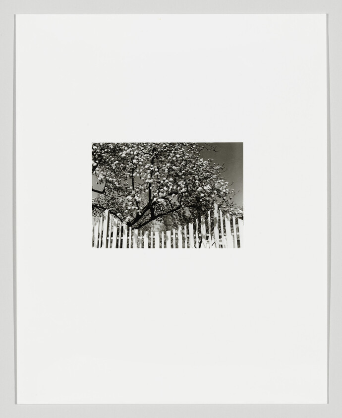 A blossoming tree stands behind a white picket fence in a small black-and-white photograph.