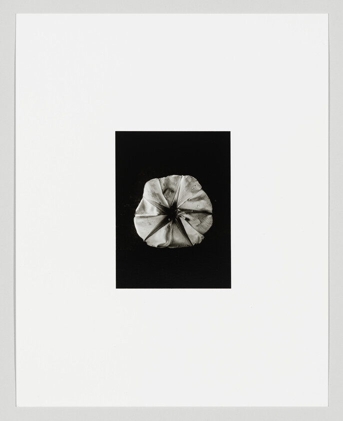 A dried, circular flower head with folded petals centered on a black background.