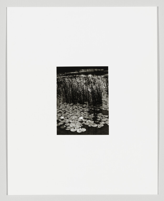 Black and white photograph of a pond with lily pads and tall reeds on a white mat.