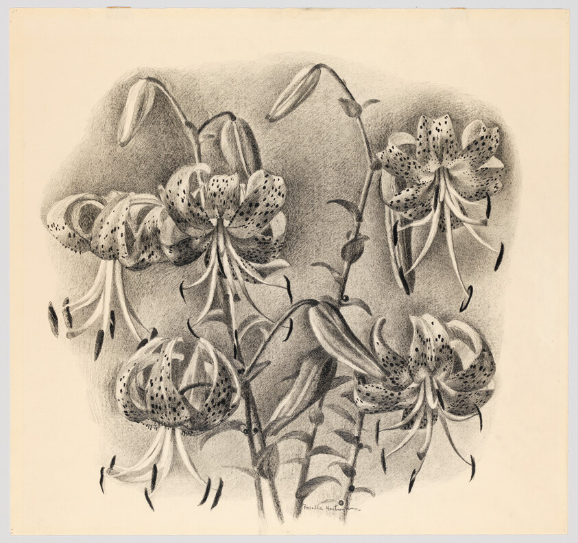 Detailed pencil drawing of spotted lilies with curved petals and visible stamens.