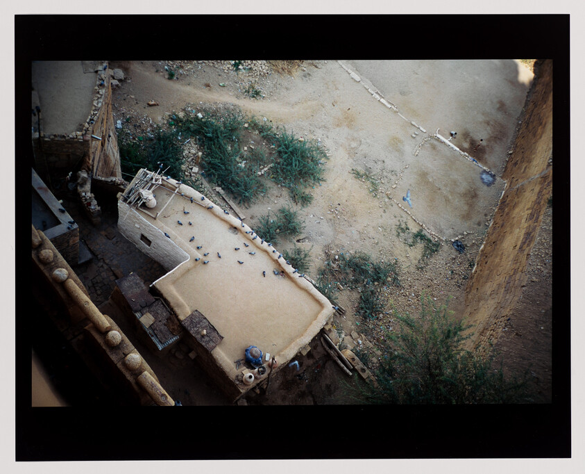 Aerial view of a courtyard rooftop where a person feeds pigeons among desert vegetation.