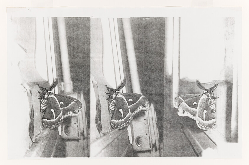 Three close-up views of a large moth resting on a windowsill near a window frame.