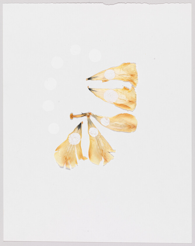 Dried yellow flower petals arranged in a loose cluster on a plain white background.