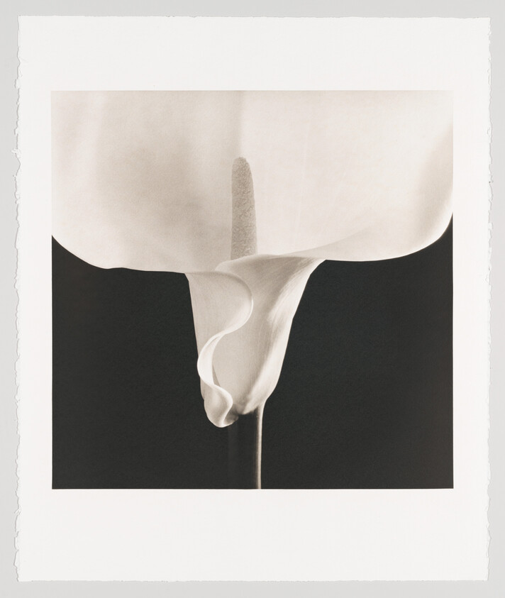 Elegant black and white photo of a single calla lily against a dark background.