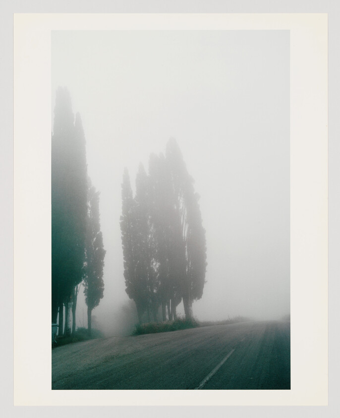 Tall cypress trees line a deserted road disappearing into thick morning fog.