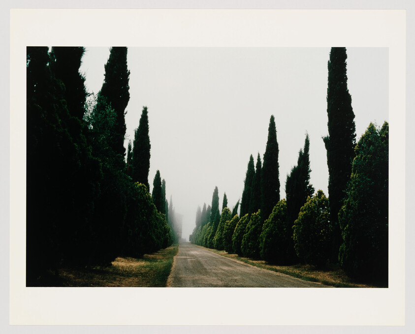 A straight country road lined by tall cypress trees disappearing into morning fog.