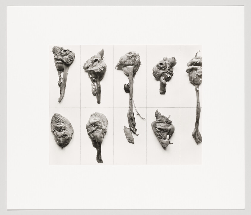 Ten dissected bird heads and necks arranged in a white grid for study.