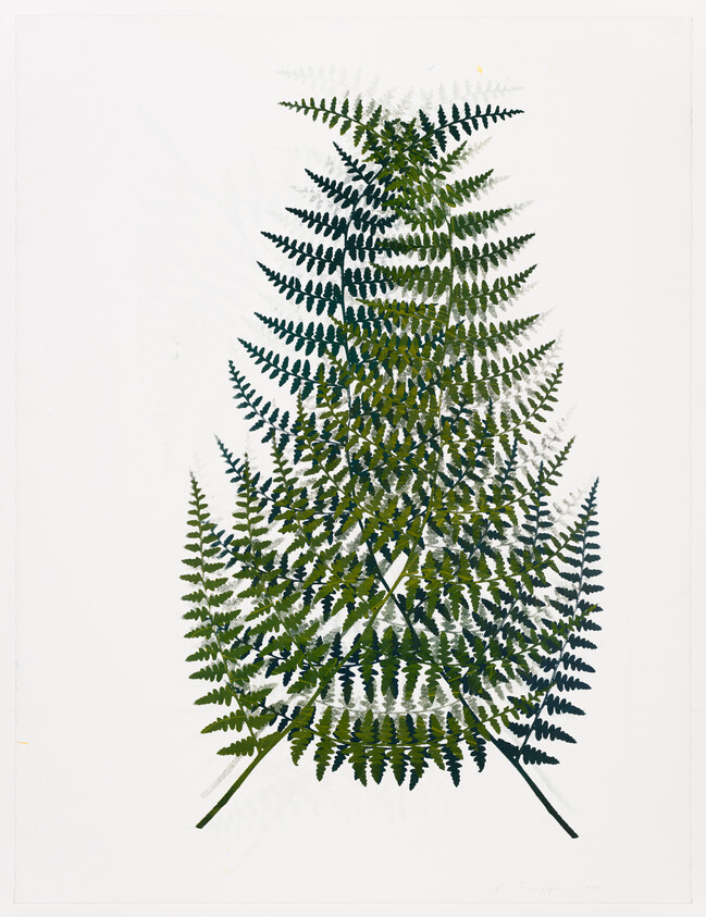 Several overlapping green fern fronds arranged in a triangular pattern on a white background.
