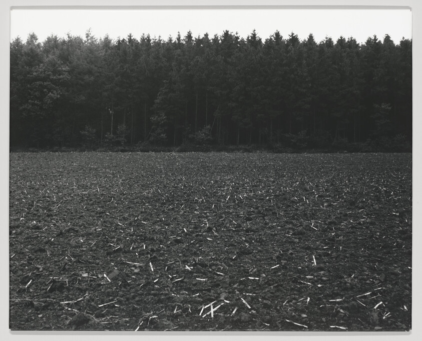 A freshly plowed field stretches toward a dense line of tall trees under a pale sky.