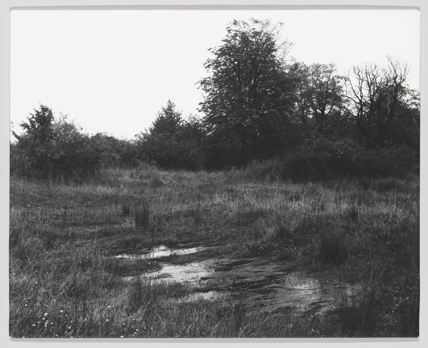 A black and white photograph depicting a natural landscape with overgrown grass, a few puddles of water on a muddy path, and a cluster of trees in the background under an overcast sky.