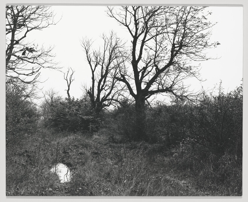 Leafless trees stand over an overgrown grassy field with a small reflective puddle.