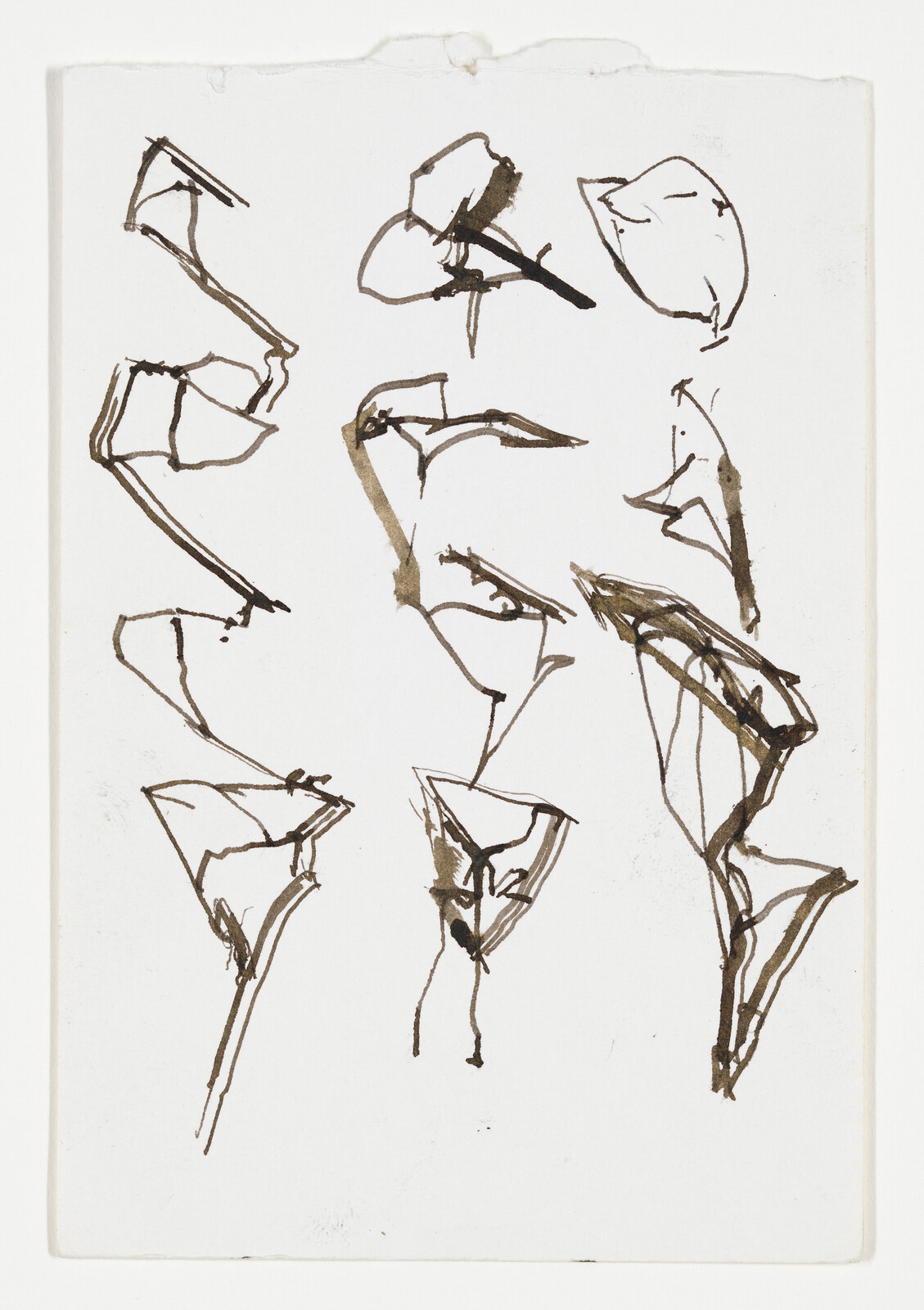 Several loose ink sketches of bird heads and beaks arranged across a white sheet.