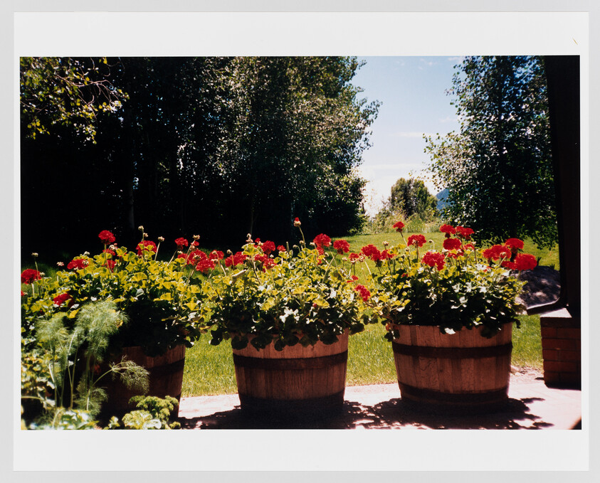 Three wooden barrels hold bright red geraniums on a sunny patio with trees and lawn beyond.