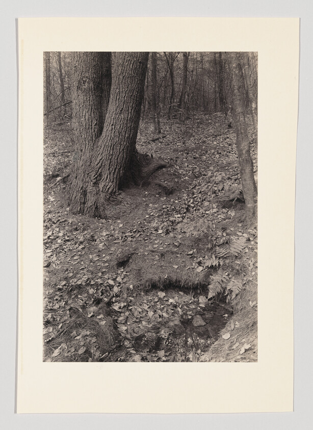 Two large tree trunks rise beside a small leaf-covered stream in a quiet, leaf-strewn forest.