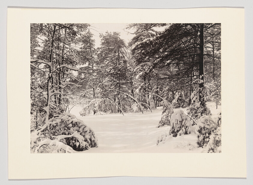 Snow-covered trees and bushes surround a quiet, open clearing blanketed in fresh snow.