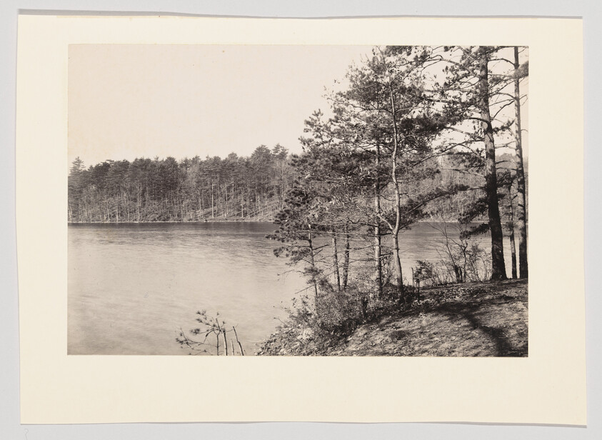 Calm lake shoreline with pine trees in the foreground and a dense forest across the water.