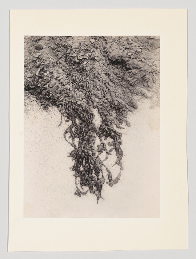 Tangled roots or seaweed hanging downward against a pale, textured background.