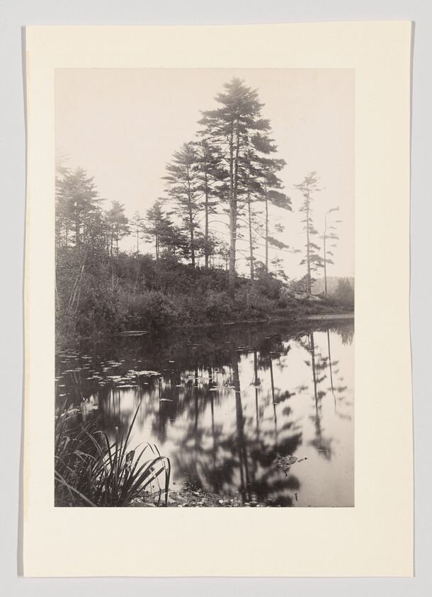 Tall pine trees stand on a shoreline with their reflections mirrored in a calm pond.