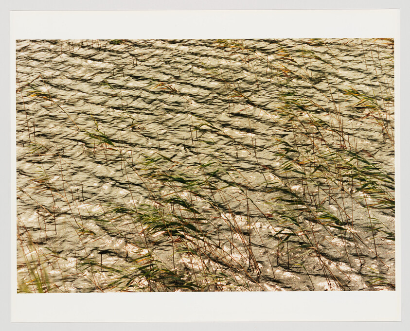 Tall reeds bend in golden sunlight as ripples move across the shallow water.