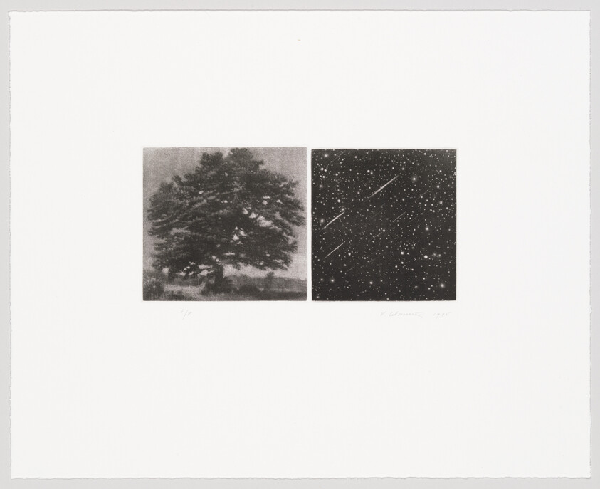 A large leafy tree beside a star-filled night sky with several streaking meteors.