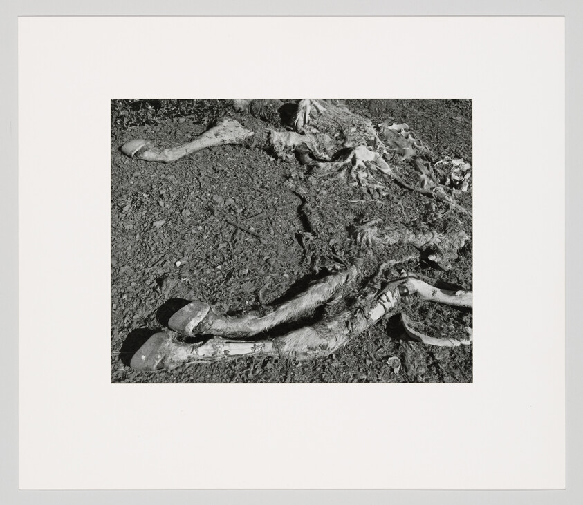 Decayed animal carcass with exposed bones and hooves lying on dirt.